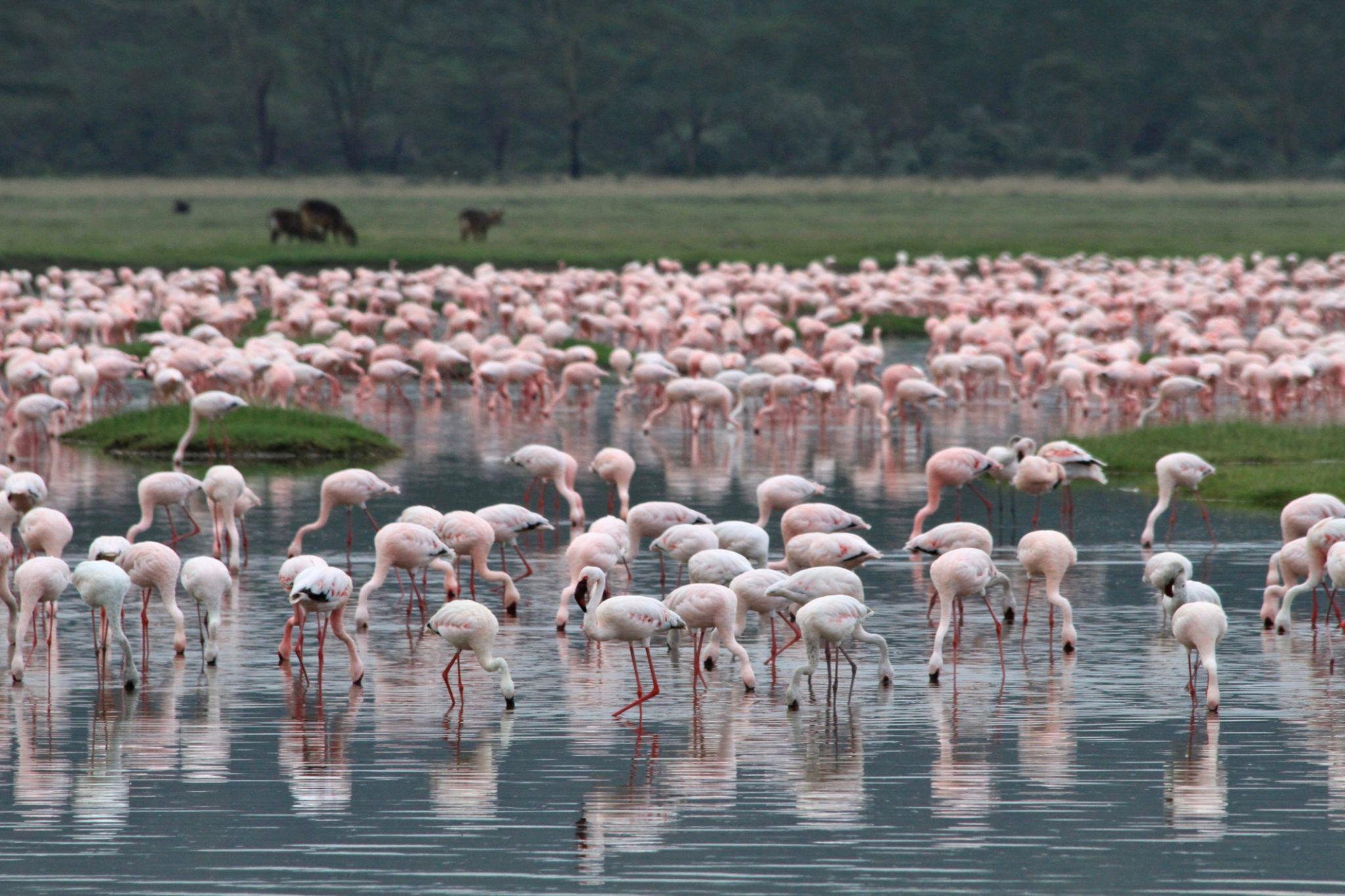 Lake Nakuru National Park