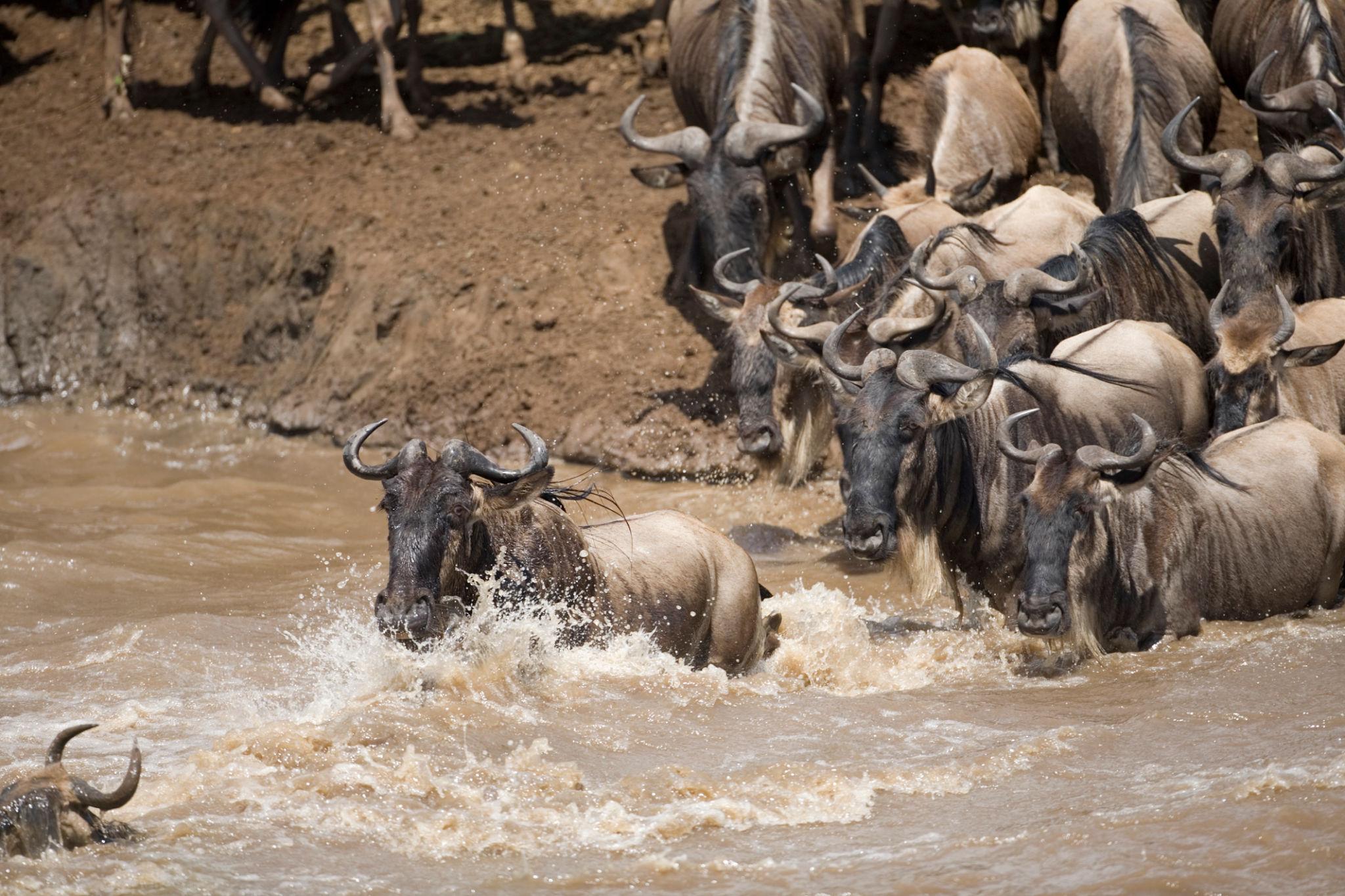 3 Days Masai Mara Safari