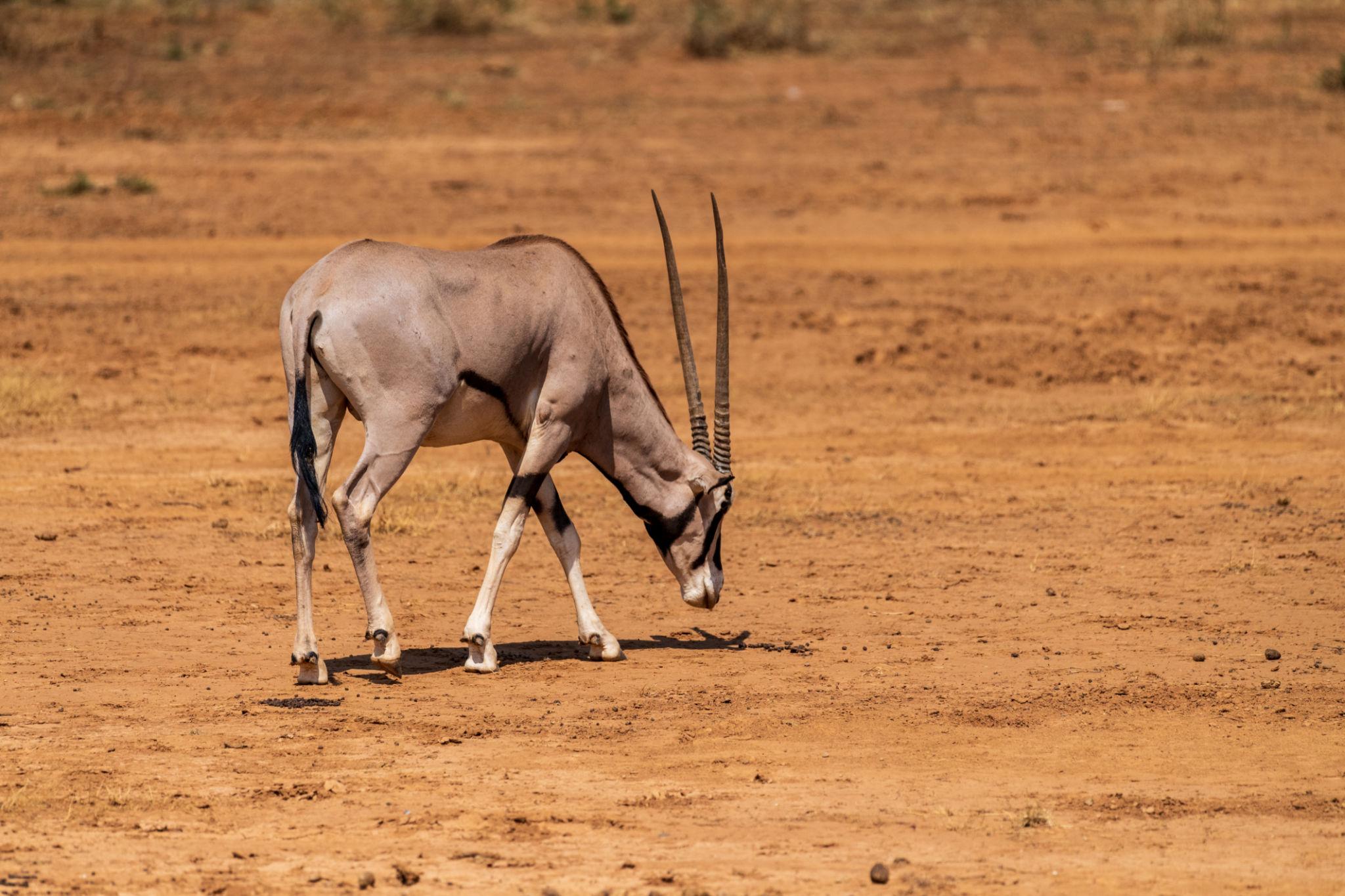 Samburu National Reserve